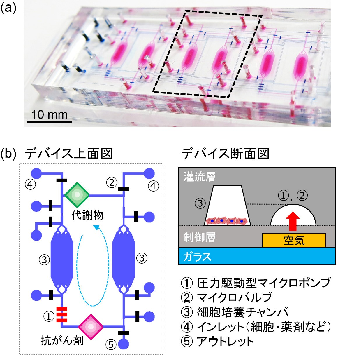 図 1 (a) 開発したBody on a Chip の写真,<br>(b) PDMS 製マイクロ流体デバイスの概要図