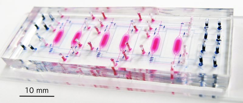創薬スクリーニングを目的としたマイクロ流路デバイスの研究
