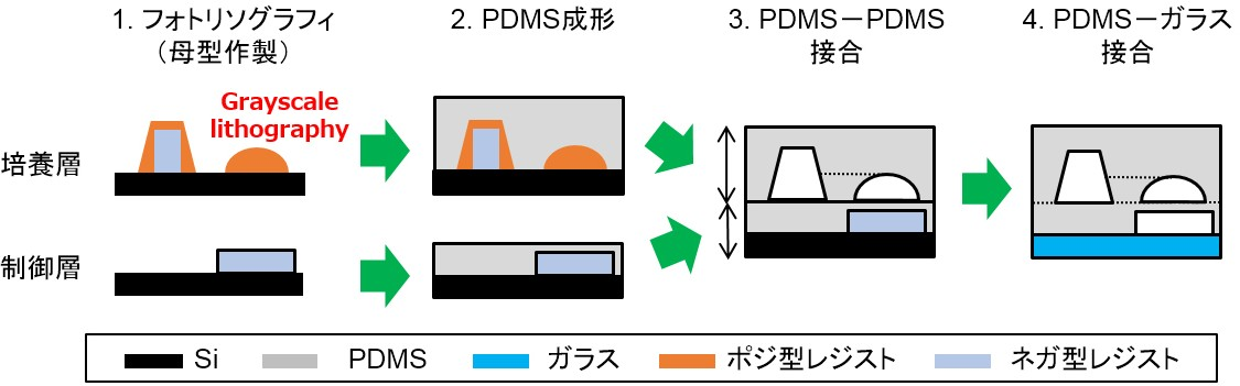 図 2 ソフトリソグラフィ技術によるBody on a Chipの作製プロセス